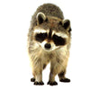Funny Raccoon